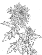 植物线稿 (638)