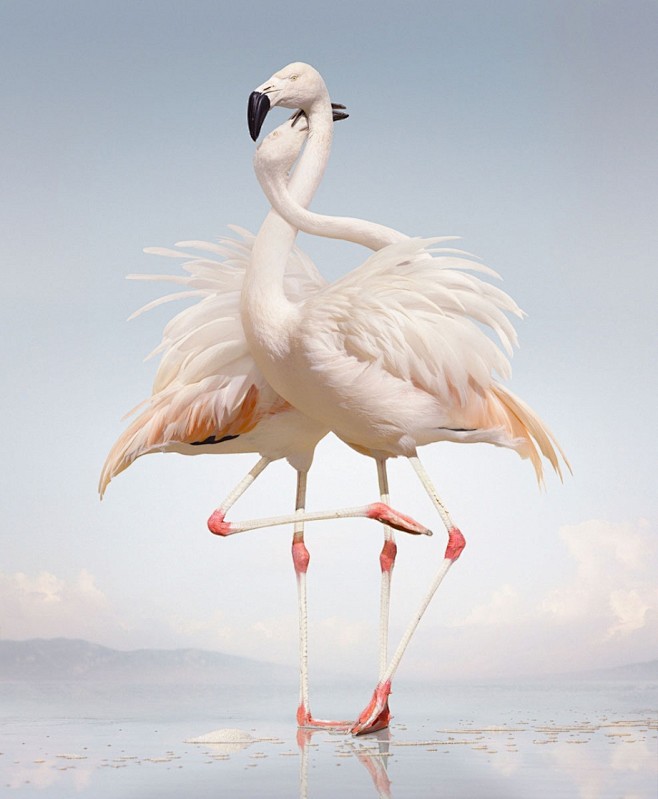 Simen Johan　｜虚构的动物王国...