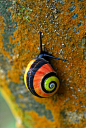 CUBAN PAINTED SNAILPolymita picta©Adrián González Guillén<br/>Polymita picta, common name the &#;8220Cuban land snail&#;8221 or the &#;8220painted snail&#;8221, is a species of large, air-breathing land snail, a terrestrial pulmonate