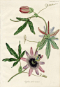 Transactions of the Horticultural Society Botanical Prints, 1812