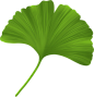 四叶草植物银杏叶子PNG免抠元素 绿叶