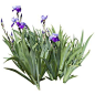 cutout flowers: lilac iris plant (iris texture): 
