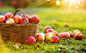 Apples in a Basket Outdoor stock photo