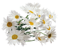 Camomile PNG image, free flower picture