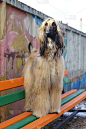 春天，一只阿富汗猎犬在城市狗公园的木凳上