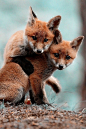 Cute Baby Foxes ~