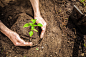 人,农业,环境,自然,户外_155421369_Planting Seedlings Vegetable Garden_创意图片_Getty Images China