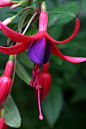 “风信子”倒挂金钟，为我遮阳的花园。
'Bluebell'  Fuchsia, for my shade garden.