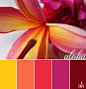 a PINK-plumeria-inspired color palette