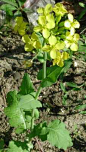 4.26生日花：兔耳芥菜（Hare's-ear Mustard） 花语：调和（Harmony）兔耳芥菜是被选来献给七世纪时法国的大修道院院长同时又是隐者的圣里卡流斯。因此，兔耳芥菜的花语是－调和。凡是受到这种花祝福而生的人，身心的平衡感特别优异。但是，为了体验不同的人生，有时也该打破平衡，尝试新的事物。