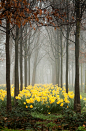 Daffodils by andy linden