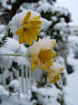 雪的一天，但生活还得继续 