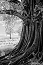 Old tree at the coffee plantation | Trees