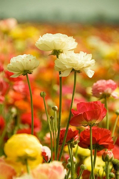 Carlsbad Flower Fiel...