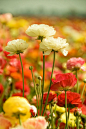 Carlsbad Flower Field, San Diego, California.