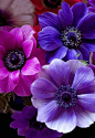 银莲花，粉红色和紫色的花朵