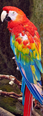 Rainbow of Colors on Macaw Parrot: 