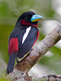 Black & Red Broadbill