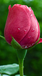 ✯ Pink Rose
