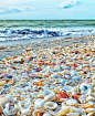 Shell Beach Sanibel Island, Florida