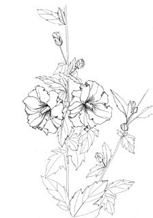钢笔白描植物花卉_千里772图片专辑-堆...