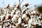 Algodao - Cotton - Campo Verde (Stock Photo By papaleguas) [ID: 333742] - freeimages 棉花
