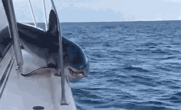 鲨鱼跳上渔船被卡一幕_资讯频道_凤凰网