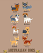     【狗狗图鉴】---- 澳大利亚狗
美国插画家Lili Chin根据起源地进行分类，画了名为《全世界的狗狗》的系列画作，超过100个品种的狗狗。