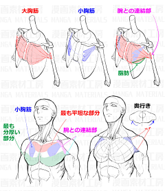 沉默的羔羊本尊采集到人体造型