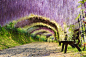 日本紫藤隧道  (Wisteria Tunnel, Japan)