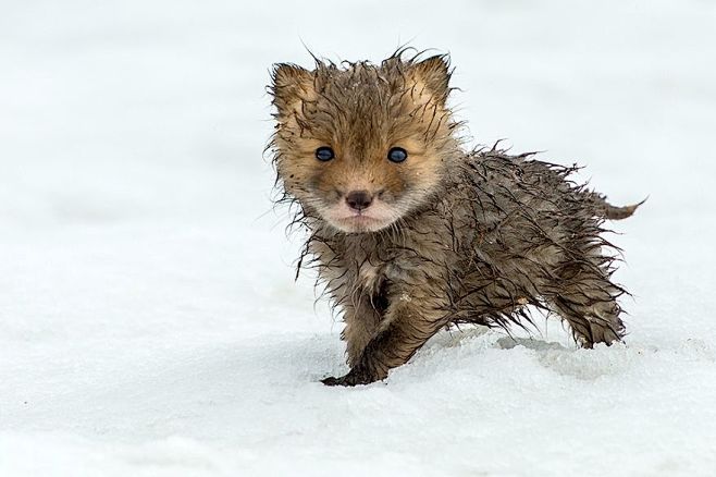 Baby Fox