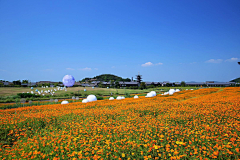 ぎ小雨ぎ采集到花海