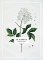 海报 · 植物 · 手绘 ​​​​