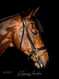 Lowkey - Horse portrait by Flemming Lauridsen on 500px