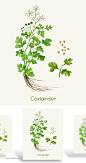 植物鲜花水草PSD素材_平面素材_乐分享-设计共享素材平台水彩植物