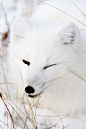 北极狐置身雪地几乎隐形网