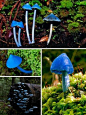 10 weird mushrooms in world - Xinhua | English.news.cn  Entoloma hochstetteri (Photo Source: gmw.cn)