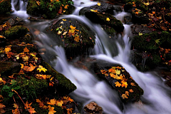 深谷小溪采集到秋水
