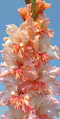'Gods Gift' Gladiola | As Pretty as a Flower :) | Pinterest