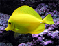 Yellow Tang #黄色#