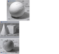 mimosifolia采集到绘画