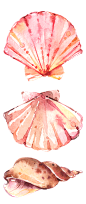 [美工云]奇形怪状的海洋贝壳水彩画素材集合_免抠PNG：