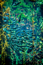 Photograph Mackerel Gang by Chris Riesta on 500px