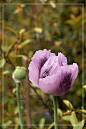 紫色罂粟