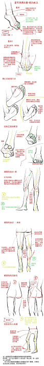 #人体结构# 脚和腿部的画法~简单教程，初学者参考~（图源来自网络，侵删）