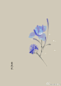 #365天生日花# 5月28日 鸢尾花（Garden Iris） 
花语：忠告（Advice）
 