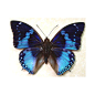Charaxes smaragdalis - Western Blue Charaxes | Real Butterfly Gifts Framed Butterflies and Insect Displays