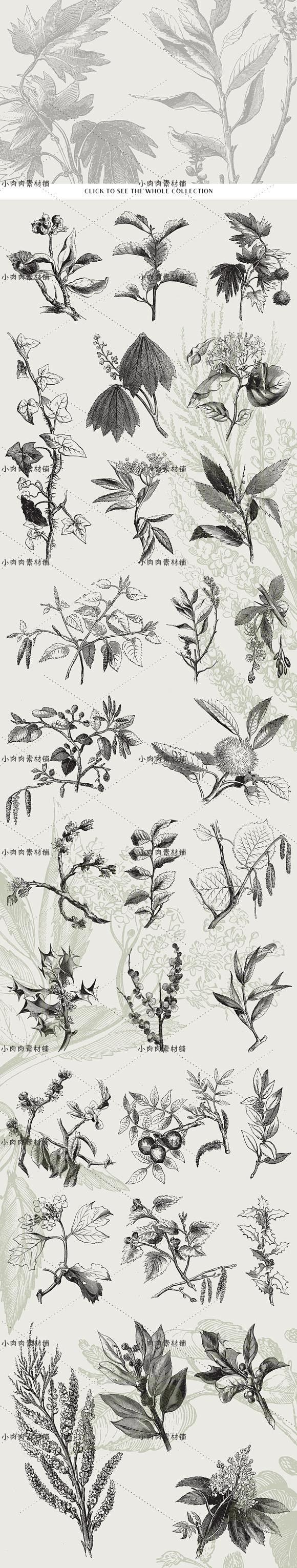 黑白手绘线稿图复古植物树叶种子包装印刷A...