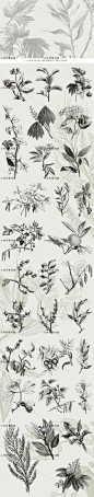黑白手绘线稿图复古植物树叶种子包装印刷AI矢量设计素材AI194-淘宝网