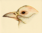 小鸟水彩头部素材图（高清）